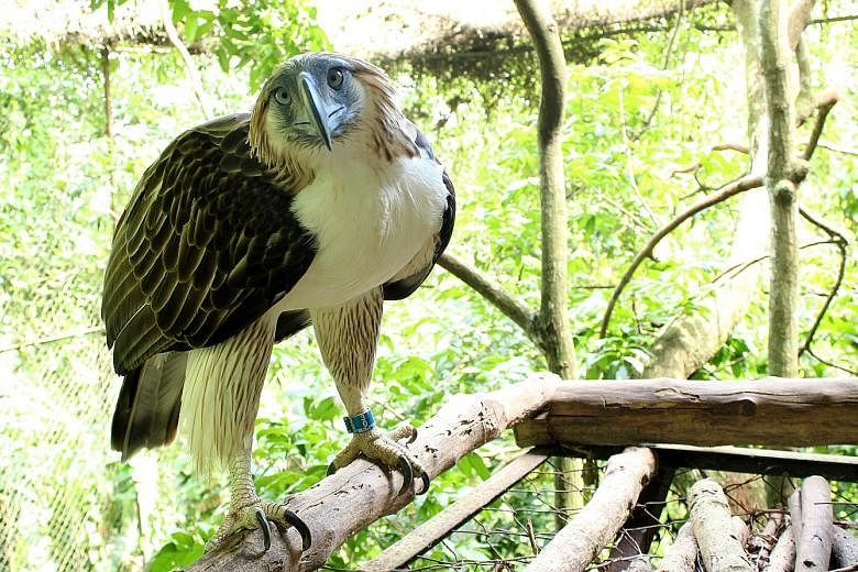 The Philippine eagles - a male called Geothermica and a female named Sambisig (above) - will be housed at Jurong Bird Park in a Philippine move to protect the species from extinction.