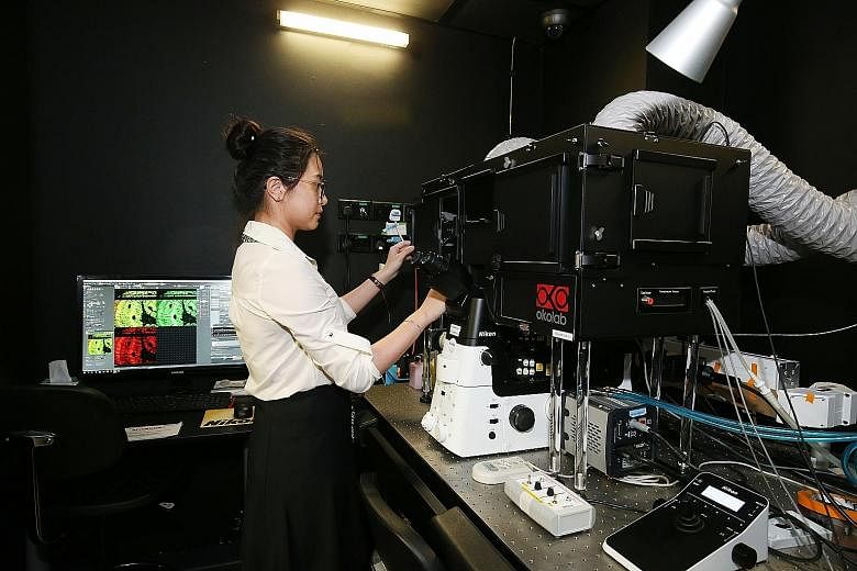 Lab executive Peng Qiwen yesterday operating a microscope at the National University of Singapore's Mechanobiology Institute.