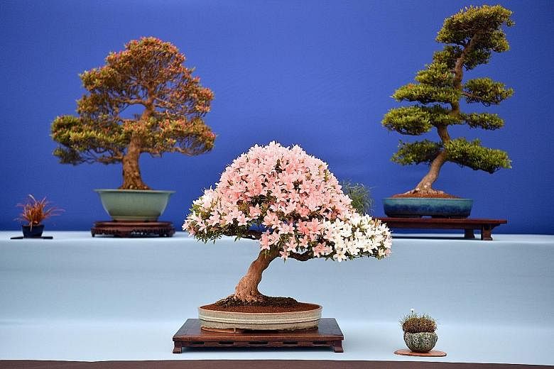 Potted bonsai are among the different plants on display. The Harmonious Garden of Life (above), designed by Laurelie de la Salle, aims to provide a calming experience for visitors. A floral headdress on show. Prince George and Princess Charlotte (bot