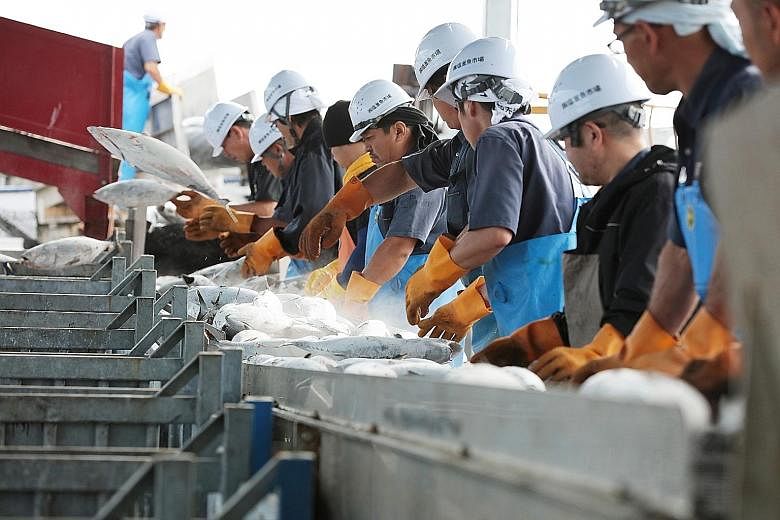 Japanese giant Meiho Fishery says it observes a sustainable catch limit, and tries to avoid catching fish that have not grown to full size.