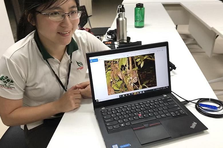 Ms Li Tianjiao (above), a manager at NParks' National Biodiversity Centre, showing pictures of animals taken during a night survey. Thermal imaging goggles are among the new tools NParks is using to capture images of creatures like the Sunda slow lor