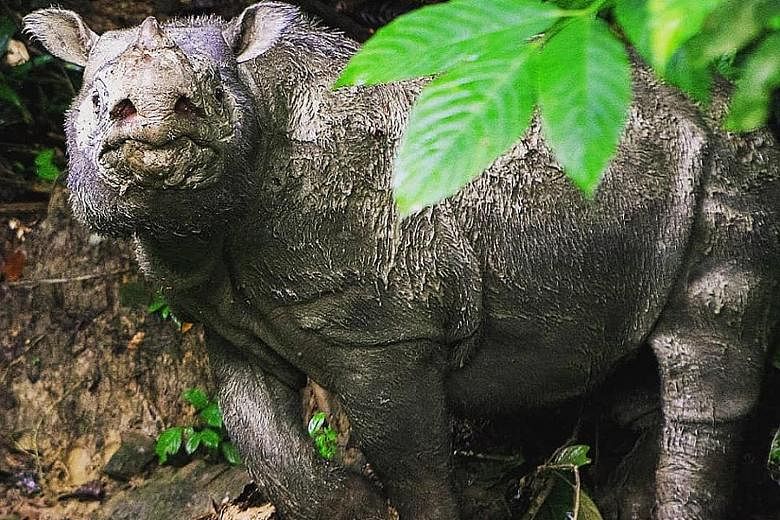 Tam's living genome has been preserved in the hope of reviving the species later. The Sumatran rhino is a critically endangered species as a result of poaching and illegal encroachment into its habitats. PHOTO: WWF-MALAYSIA/FACEBOOK