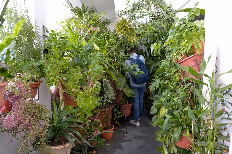 Above: A reporter making his way through the potted plants. Left: A view of the "jungle" from an adjacent HDB block. The town council says it has advised the resident several times not to place too many potted plants in the common area.