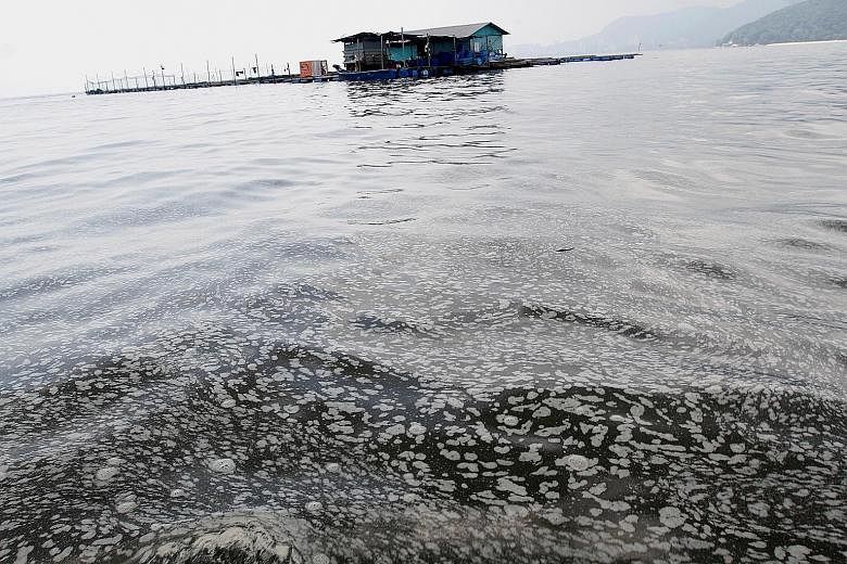 Fish breeders in Penang have been grappling with the problem of contaminated water, which has caused their fish to die by the thousands. Besides white foam on the water surface surrounding some fish farms, there is also the presence of algae blooms i