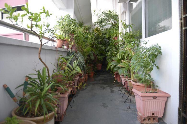 Over 30 Plants Removed From Pasir Ris Hdb Corridor After Complaints 