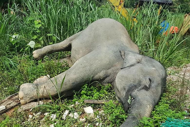 Malaysia's Department of Wildlife and National Parks released a picture yesterday of a dead elephant in Kluang, Johor.