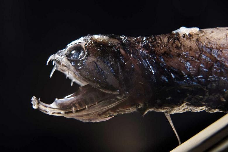 Tiny crystals ranging from 5 nanometres to 20 nanometres in diameter have been found embedded throughout the teeth of the deep-sea dragonfish. Their composition makes the teeth not only strong but also transparent.