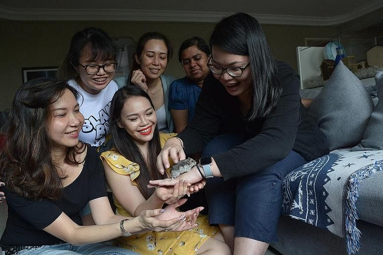 Hamster Society Singapore president Cheryl Capelli (in yellow), 25, playing with hamster Tootsie, alongside other members - (from left) Ms Hong Su Yan, 40, Ms Kwa Li Ying, 23, Ms Dinar Quek, 26, Ms Savitha Suresh, 25, and Ms Chen Soong Fee, 31. As th