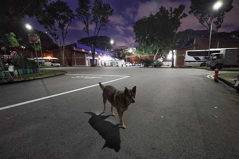 A dog roaming the road at night near some funeral parlours in Geylang Bahru Terrace. An ST reader had complained last month of dogs entering a parlour where his mother's body was being prepared for her funeral.
