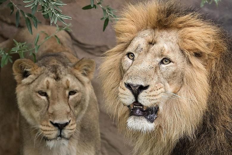 A visitor was concerned about the pop music blaring from the speakers and wondered in jest if the lions at London Zoo "appreciated" the singer.