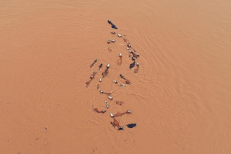 In Guangdong province, at least two vehicles plunged into the Dongjiang River after part of a bridge collapsed in the urban area of Heyuan city early yesterday, according to the local authorities. A herd of cattle stranded by floodwaters on Wednesday
