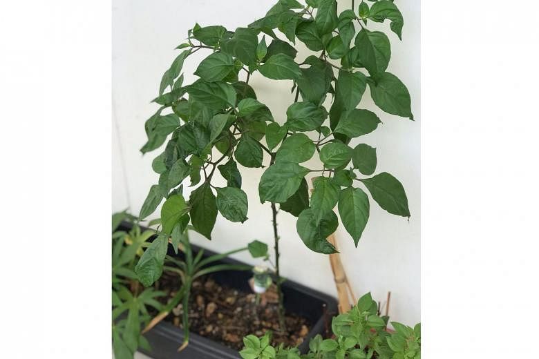 Distorted young chilli leaves may be due to a broad mite infestation.