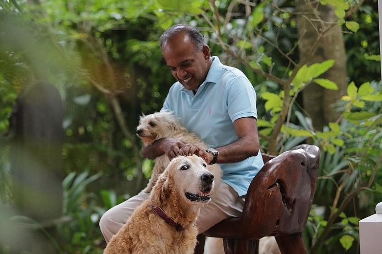 He's always loved dogs, says Mr Shanmugam, and he had them before he became a minister. He currently has four rescue dogs including Eligh (on his lap) and Samson (next to him). Mr K. Shanmugam took a big pay cut when he moved from the private sector 