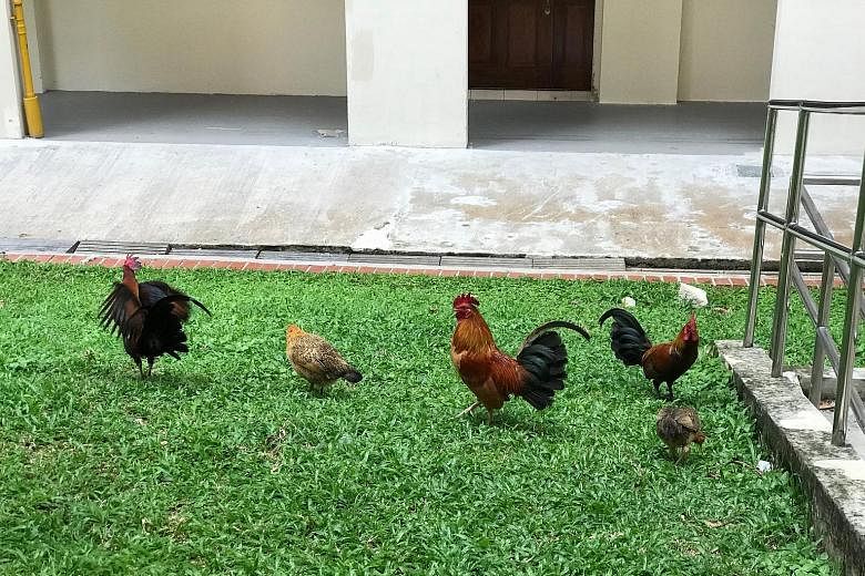 Red junglefowl wandering around Sin Ming Court estate on May 31. Some residents say the birds add colour to the estate, but others complain about the noise they make. 