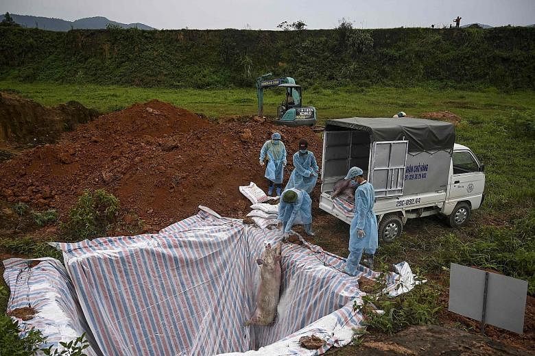 Health officials and veterinarians throwing a dead pig into an isolated quarantined pit in Hanoi late last month, as part of the mass cullings to halt an African swine fever outbreak. An official at Vietnam's Department of Animal Health predicted tha