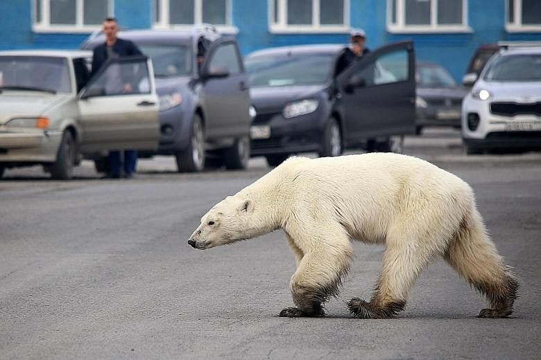 The polar bear wandering in Norilsk, hundreds of kilometres from its natural Arctic habitat. A local wildlife expert said it had watery eyes and could clearly not see well. PHOTO: AGENCE FRANCE-PRESSE