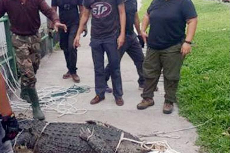 Photos of the crocodile - which was spotted in Sungei Kadut - tied up and lying on the pavement were circulated online. It is believed to be about 3.4m long.