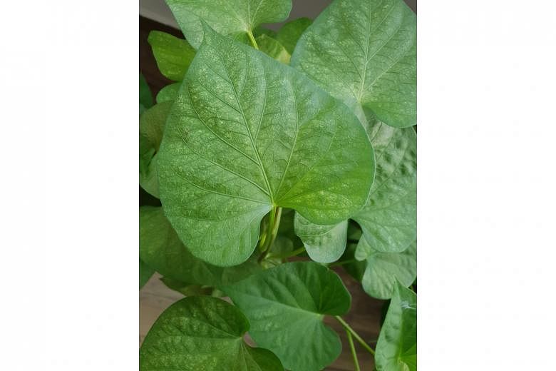 Sweet potato likely infested with spider mites.