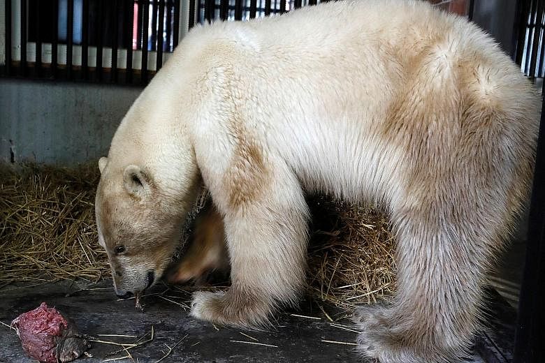 The two-year-old female polar bear had appeared, starving and exhausted, in Norilsk last Sunday. It fell ill and almost died after scavenging for food in a rubbish heap. PHOTO: REUTERS