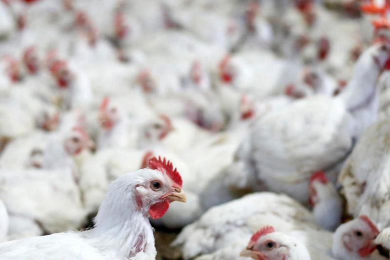 Indonesia To Cull 3 Million Chickens In A Bid To Boost Prices | The ...