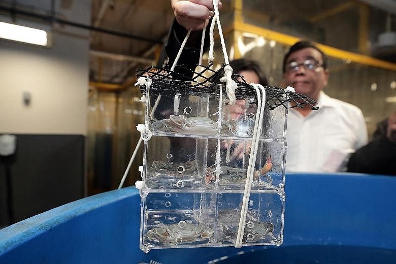 These eight-month-old mud crabs are being grown in individual vertical cages at the Aquaculture Research Facility within the Centre for Aquaculture and Veterinary Science at Temasek Polytechnic. The crustaceans are being reared in a clean and sustain