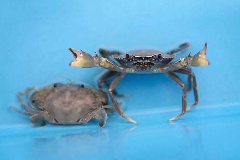 Senior research executives Alan Lee (left) and William Khoo tending to crablets in recirculating saltwater tanks at the Aquaculture Research Facility within the Centre for Aquaculture and Veterinary Science at Temasek Polytechnic. Since mud crabs are