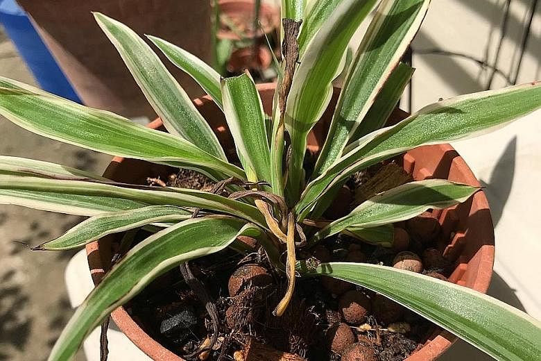 Spider Plant may have been planted too deeply or growing mix may be too water-retentive.