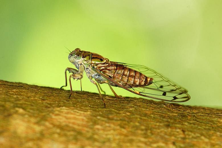 A cicada from one of Singapore's nature reserves. PHOTO: NATIONAL PARKS BOARD