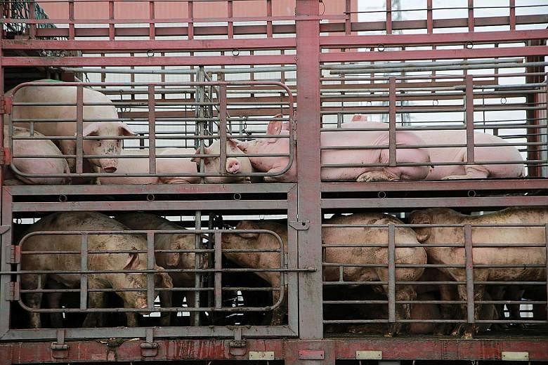 Pigs outside a slaughterhouse in Dongguan, Guangdong province. China last month said its sow herd had fallen by a record 23.9 per cent in May from a year earlier. PHOTO: REUTERS
