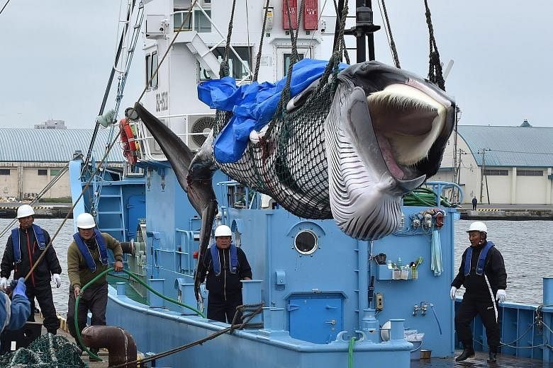 A small Japanese fleet caught its first whales yesterday as Japan officially resumed its commercial whale hunts after more than three decades. In Kushiro, a gritty port city on the northern-most main island of Hokkaido, five whaling ships were waved 