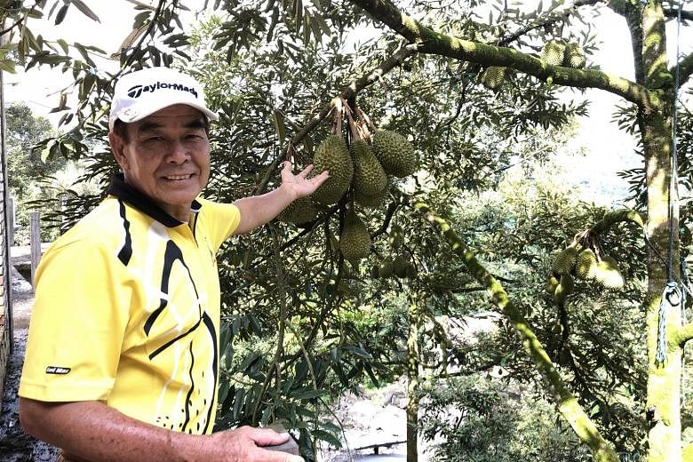 Datuk David Lian with the durian trees on his 8ha plot that is part orchard and part resort where tourists can taste the fruit fresh off the tree. ST PHOTO: TRINNA LEONG