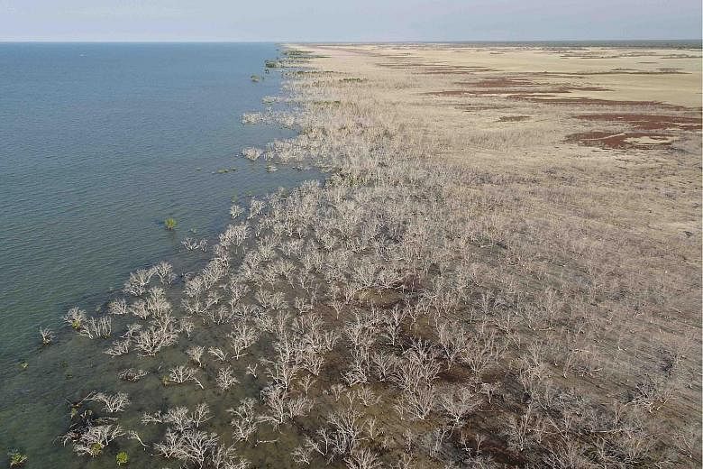 Mangroves dying across a 1,000km length of coast in northern Australia in 2016. Experts believe a combination of extreme temperatures, drought and sea level changes was responsible, and likened the mangrove death to the large-scale bleaching of coral
