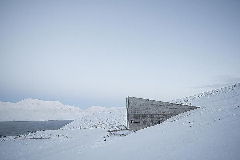 The grain was buried last month in a vault next to the Svalbard Global Seed Vault, a repository of about a million seeds, in the Arctic mountains.