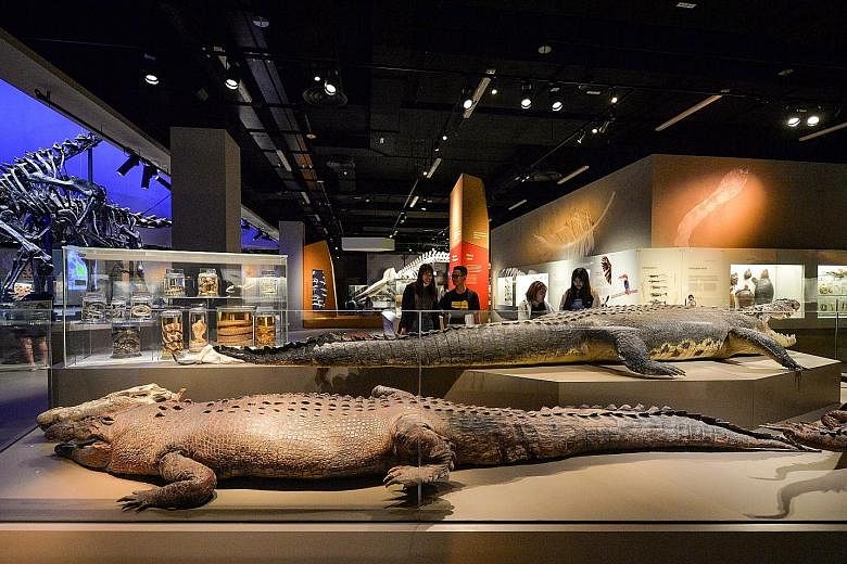 The grain of wheat was found in the stuffing of a 4.7m-long saltwater crocodile on display at the Lee Kong Chian Natural History Museum.