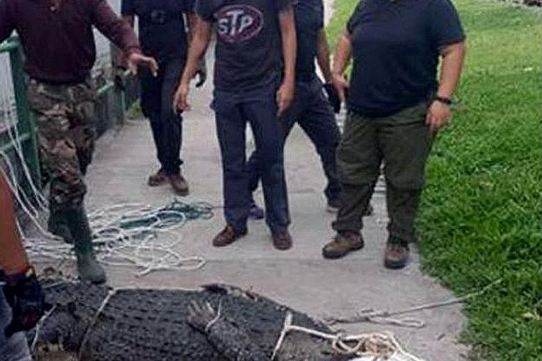 Photos of the crocodile - which was spotted in Sungei Kadut - tied up and lying on the pavement were circulated online. It is believed to have entered the Sungei Pang Sua drainage area.
