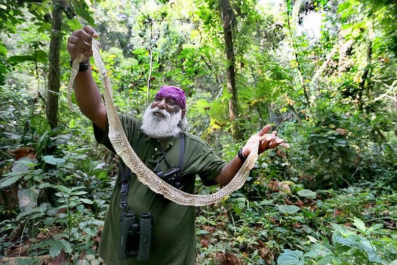 Wildlife expert and conservationist Subaraj Rajathurai holding up the shed skin of a black spitting cobra that he found during a walk at MacRitchie Reservoir earlier this month. He hopes that the environment will continue to be an important issue und