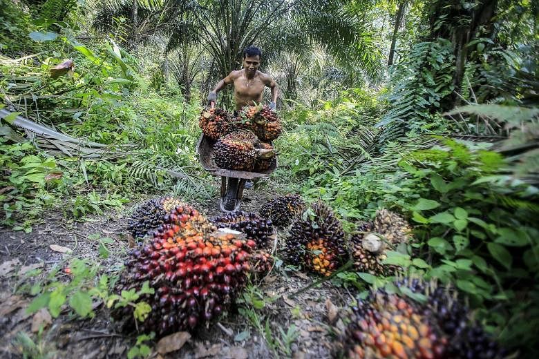An Indonesian worker harvesting palm fruits at an oil palm plantation. Indonesia is the world's largest palm oil exporter.