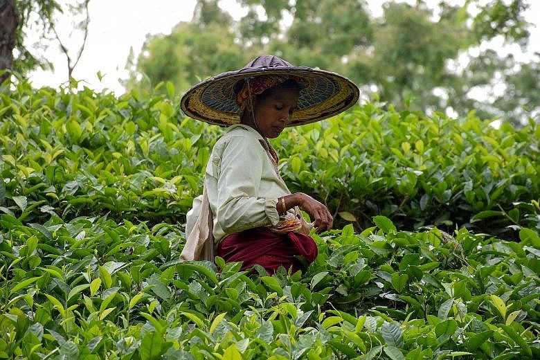 A tea plantation labourer in Agartala, India. The tea market is riddled with counterfeit varieties and adulterated tea, which pose health risks and affect prices. Last month, an Indian company had 40 tonnes of adulterated tea seized from its factory.