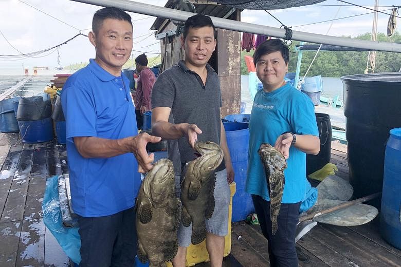 DD Fishery business partners (from left) Lim Jih Chai, 41, Yeow Ton Kiang, 39, and Audrey Goo, 37, at their floating fish farm in the Strait of Malacca, near Pulau Ketam - a traditional fishing village in Selangor. ST PHOTO: TRINNA LEONG