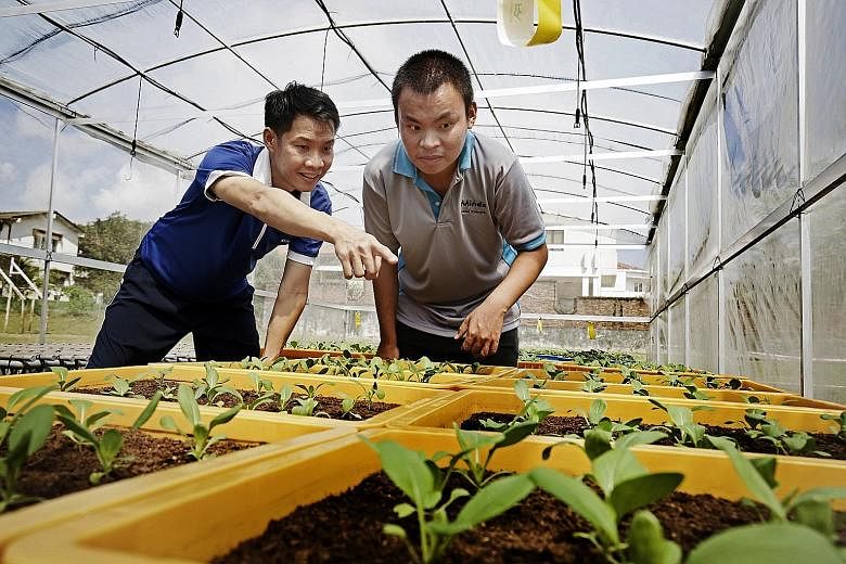 Minds senior training officer Hsu Hsia Yang (far left) with beneficiary Ang Kian Chuan, who has an intellectual disability, at one of the greenhouses at the Minds centre in Rosyth Road, near Serangoon.