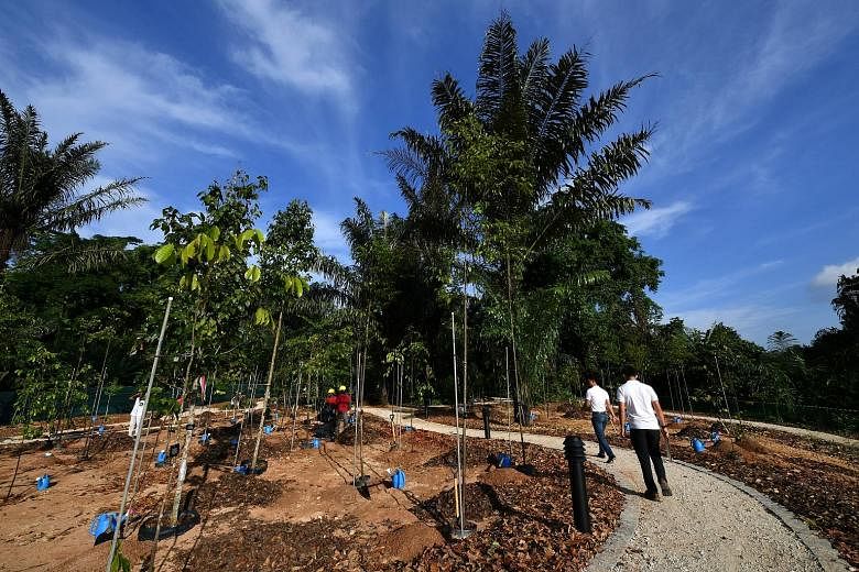 A community tree-planting site at the upcoming OCBC Arboretum in the Botanic Gardens. The arboretum will serve as a test bed for new tech tools for tree maintenance that will be progressively rolled out across the island.