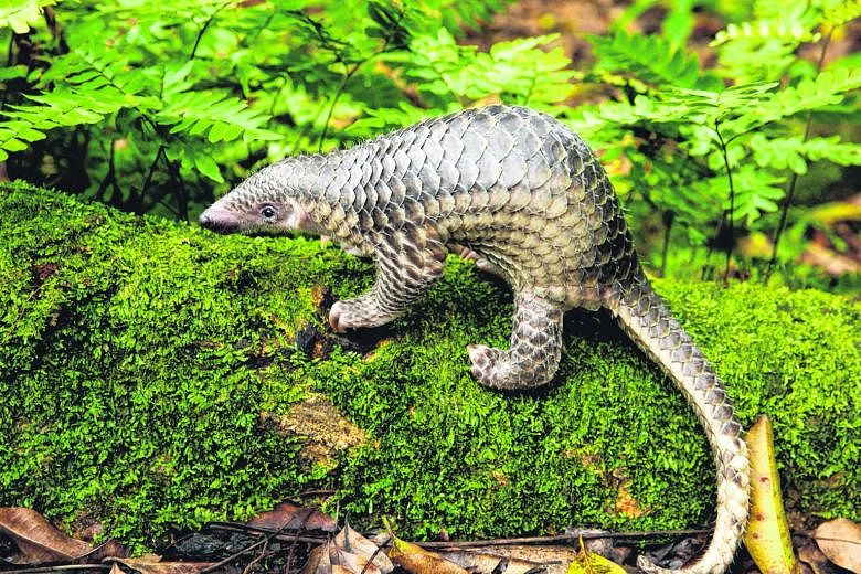 The Sunda pangolin, a Singapore native, is largely nocturnal and, therefore, most in danger at night when it is searching for food or mates. On top of being slow-moving, it rolls into a ball instead of running away when it detects danger, which is no