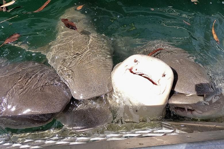 At the Cygnet Bay Pearl Farm, an oyster's pearl sac is sliced open to reveal a lustrous orb. Tawny nurse sharks, with tiny razor-sharp teeth, feature in the rich marine life of Kimberley. (Left and right) To get a full-on experience of the Horizontal