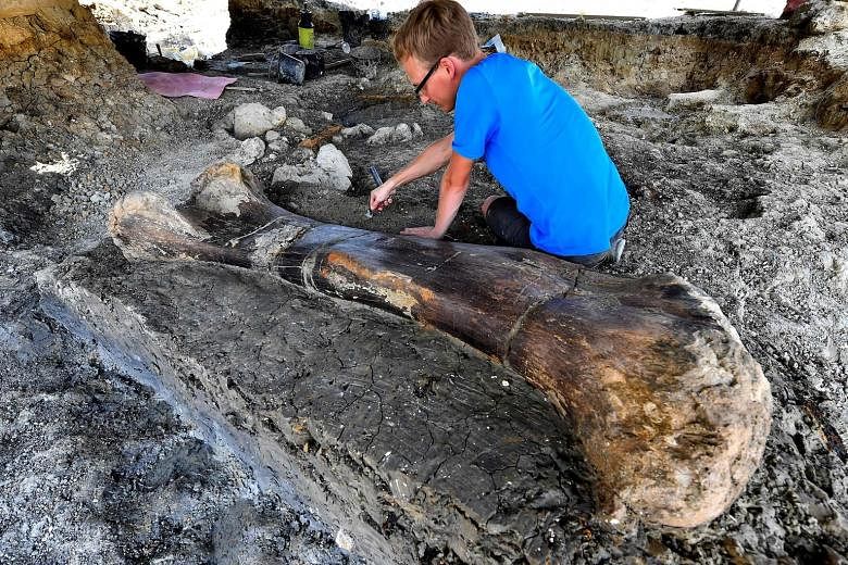 Doctoral student Maxime Lasseron inspecting the 2m-long, 140-million-year-old thigh bone at Angeac-Charente in south-western France. The bone weighs 400kg and scientists believe it belongs to a sauropod, a plant-eating dinosaur which towered up to 18