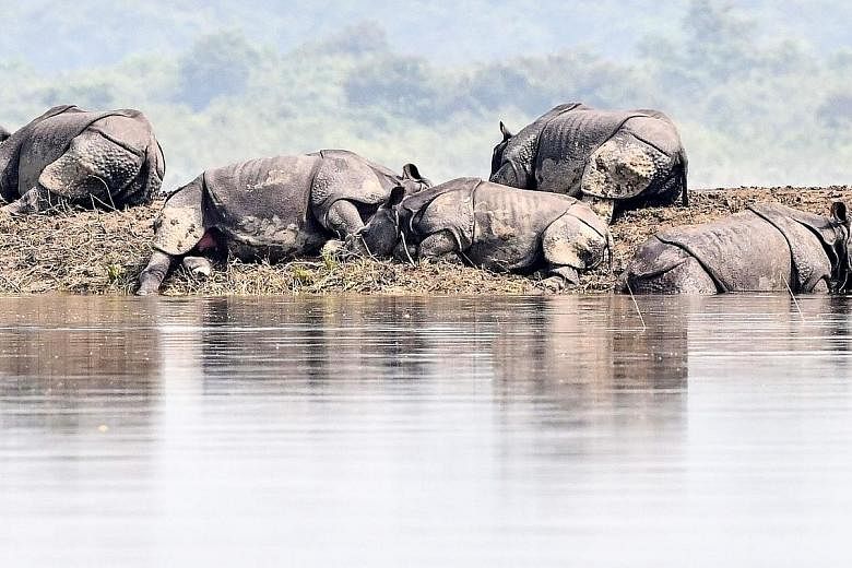 One-horned rhinoceros taking shelter on higher land in the flood-affected area of Kaziranga National Park in the north-eastern Indian state of Assam. The animal death toll has risen to 215. PHOTO: AGENCE FRANCE-PRESSE