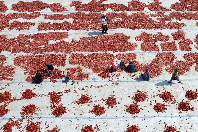 Workers cutting tomatoes to dry in the sun in Izmir, Turkey. Agricultural systems now use a third of all land and three-quarters of all fresh water on the planet. With the global population set to hit 10 billion by the middle of the century, some fea