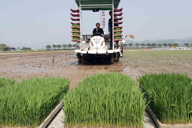 Rice-planting in South Korea. The US move against WTO rules may damage South Korea's farm sector, in which it enjoys privileges as a developing country. Under the status, the country is allowed to impose duties of up to 513 per cent on imported rice 