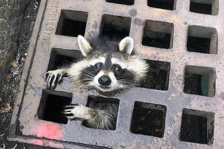 A raccoon getting stuck in a sewer grate in Newton, Massachusetts, last Thursday. Firefighters took two hours to rescue it.
