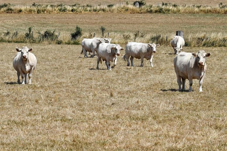 Cows looking for food on dry grassland during a severe drought in France's Creuse region. Scientists say that climate change is expected to bring about extreme weather conditions, such as more intense droughts and floods, which may worsen land degrad