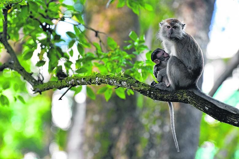 Right: A long-tailed macaque with its baby at the park. Groups of macaques have often been sighted in Bukit Panjang, which is between the western catchment reserve and Bukit Timah Hill. There have been reports of the testy relationship between the mo